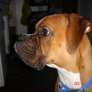 Staring at cookies on the counter!