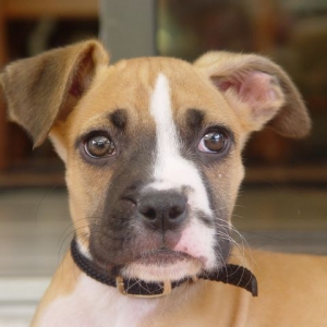 Bosco