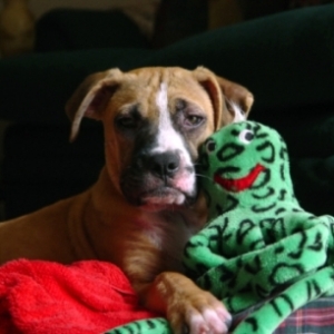 Bosco