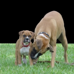 Bosco & Molly