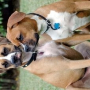 Bosco & Molly