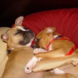Bosco & Molly