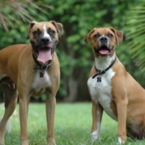 Bosco & Molly