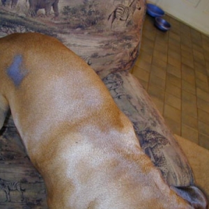 Seasonal Flank Alopecia2
