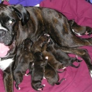 Freya's Mom