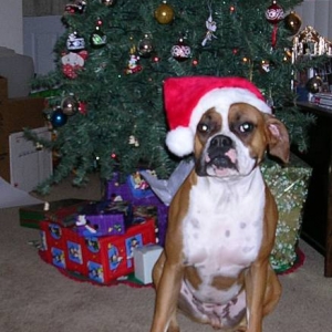 Ditee's 1st Christmas with us