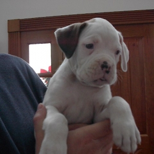 Seven at 5.5 weeks