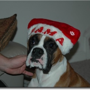 Bama wearing his Santa hat