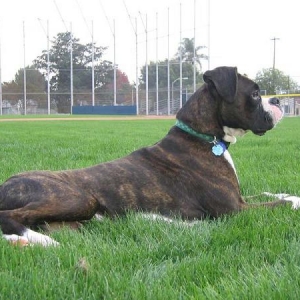 Lion in the grass 2 - 7 Months old