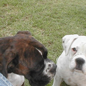oscar look at the camera like me!!!! im such a good girl hey mum!!!