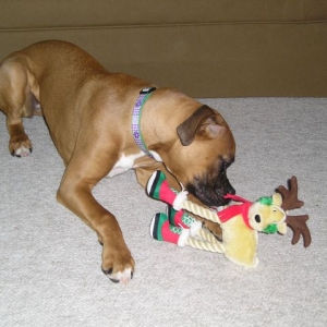 Lunas gift from her friend Lucy the Lab