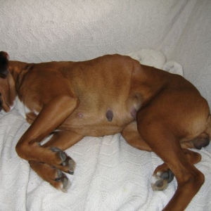 Adrian after spay
