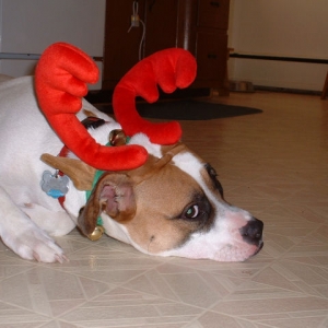 Hannah Antlers