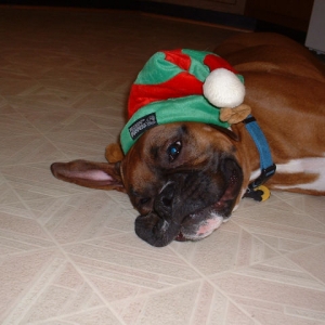 Samson Elf Hat
