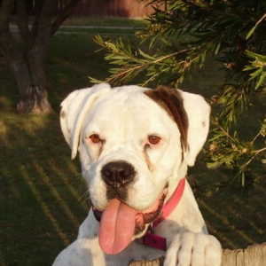 ROXY