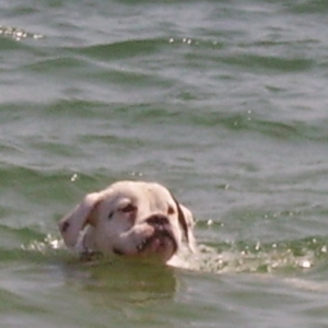 ROXY SWIMMING FLAT OUT!!