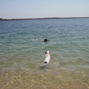 C'MON OSCAR YOU CAN DO IT - ( POOR OSCAR CANT SWIM TO GOOD)