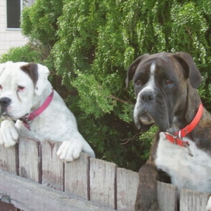 OSCAR AND ROXY BEING STICKY BEEKS