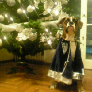 christmas dog!