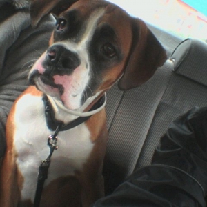 in the car