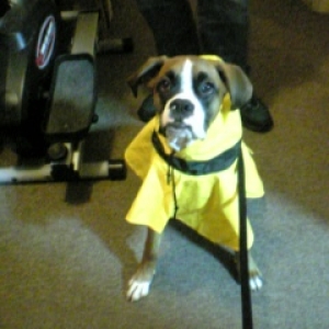 yellow raincoat!