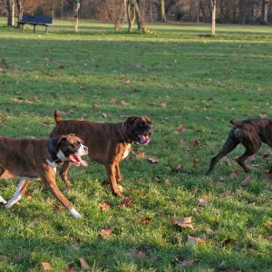 Henri, Max and Mini