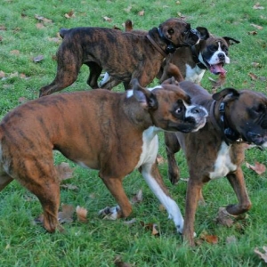 Chopper, Max, Mini and Henri