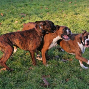 Mini, Chopper and Henri