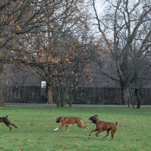 Boxers on the run