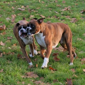 Henri and Chopper