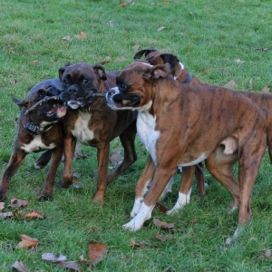 One stick, four boxers