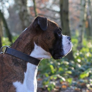 Henri