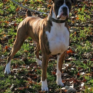 Henri 3 yrs