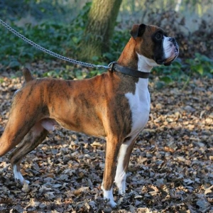 3yo Henri
