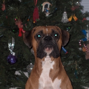 Koda by the tree