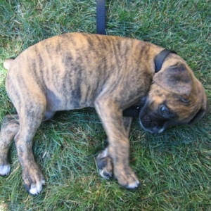 laying around