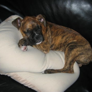 sleeping with his pillow
