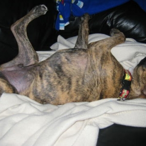 silly dog