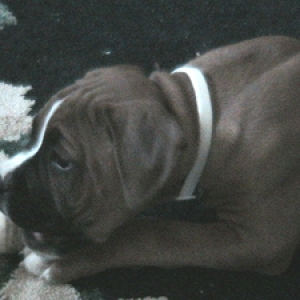 Duke @ 9 weeks