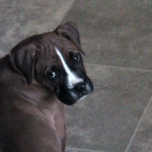Duke @ 9 weeks