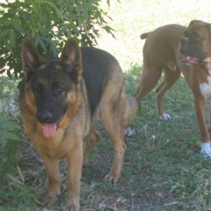Harley (boxer) and mate Zorro (german shepherd)