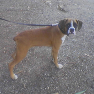 walk at the park