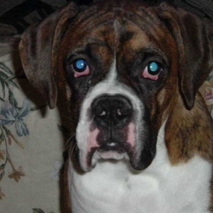 Buster 7 months
