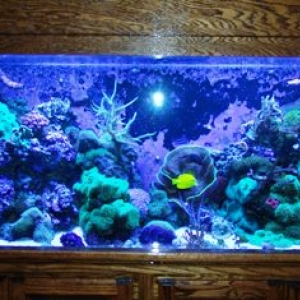 Our Salt Water Tank