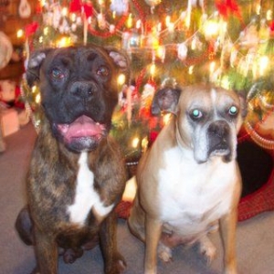 Merry Christmas From Us!!