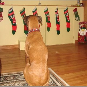 Nestle on Xmas Morning