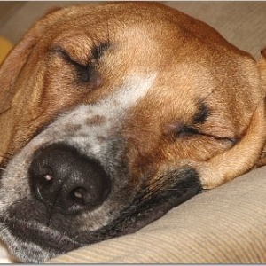 So Sleepy