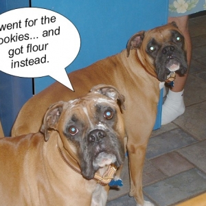 Sometimes trying to sneak a cookie just doesn't pay...