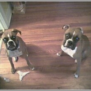 It's his fault mamma