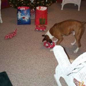Atlas ripping open one of his presents!